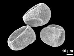 dry pollen grains