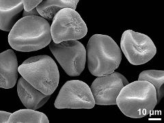 dry pollen