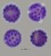 hydrated pollen