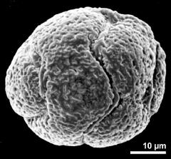 dry pollen grain