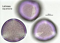 hydrated pollen