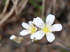 flower(s)