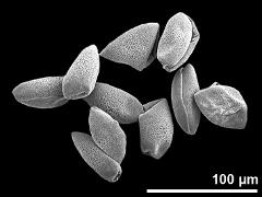 dry pollen grains