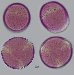 hydrated pollen