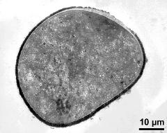 pollen grain in cross section