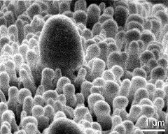 exine surface (acetolysed)