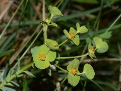 inflorescence(s)