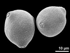 hydrated pollen grains