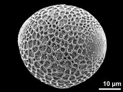 hydrated pollen grain