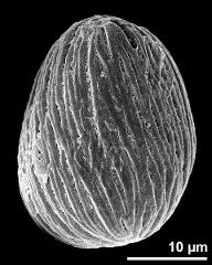 dry pollen grain in equatorial view