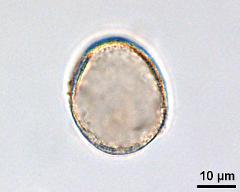 acetolyzed pollen,optical section