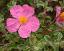 flower(s)