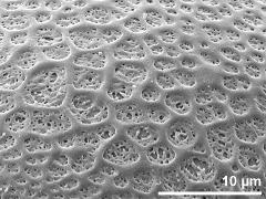 exine surface