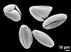 dry pollen grains