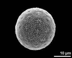 hydrated pollen grain