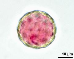 pollen grain with two sperm cells