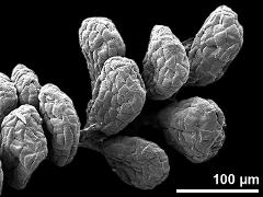 massulae (forming pollinium)