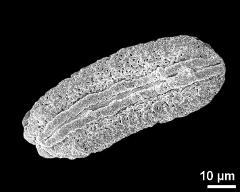 dry pollen grain