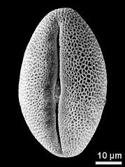 dry pollen grain in equatorial view