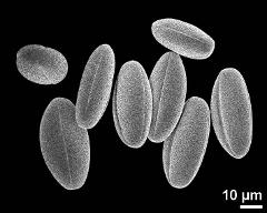 dry pollen grains