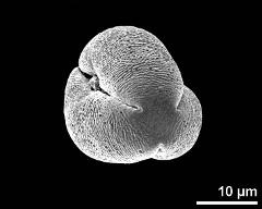 polar view (dry pollen grain)