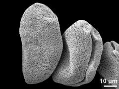 dry pollen grains