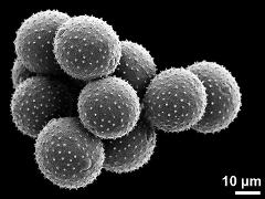 dry pollen grains