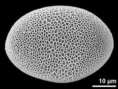 polar proximal view