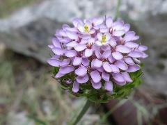 inflorescence(s)