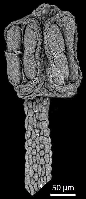 anther with polyads in dry condition