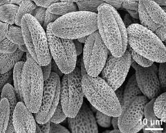 dry pollen grains