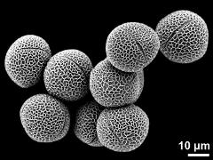 hydrated pollen grains