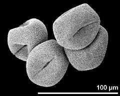 dry pollen grains