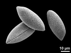 dry pollen grains