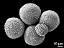 hydrated pollen grains (with dry grain)