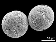 hydrated pollen grains