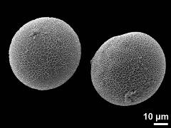 hydrated pollen
