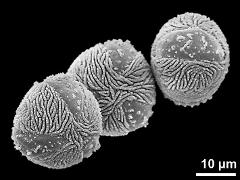 hydrated pollen grains