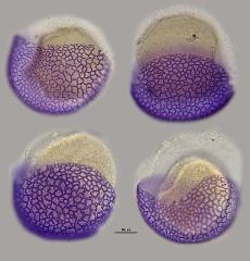 hydrated pollen