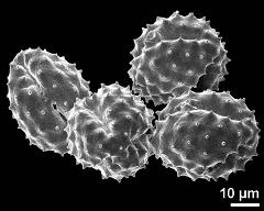 dry pollen grains