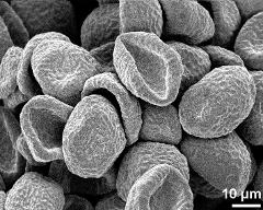 dry pollen grains