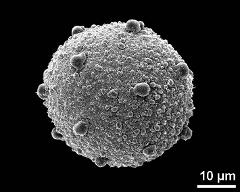 hydrated pollen grain