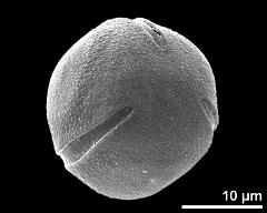 hydrated pollen in slightly oblique polar view