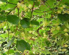 habitus of Tilia euchlora