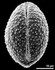 dry pollen grain