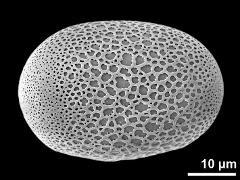 polar proximal view