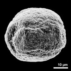 dry pollen grain