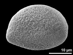 polar proximal view