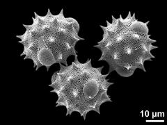 hydrated pollen grains