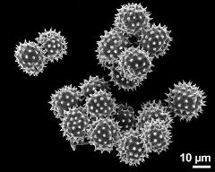 dry pollen grains